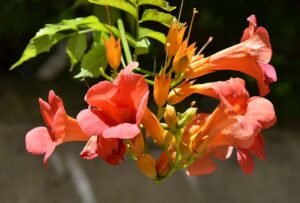 Bignone fleurs orange